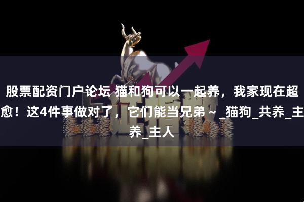 股票配资门户论坛 猫和狗可以一起养，我家现在超治愈！这4件事做对了，它们能当兄弟～_猫狗_共养_主人