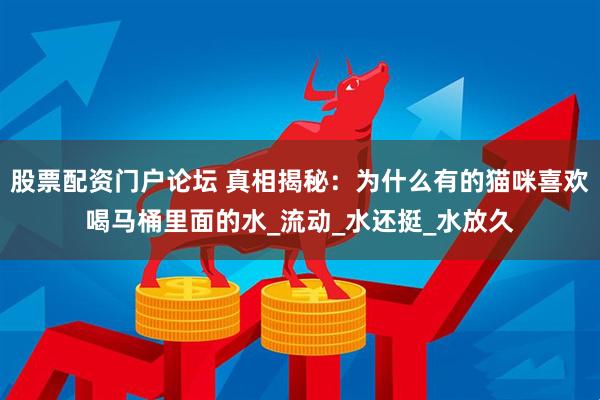 股票配资门户论坛 真相揭秘：为什么有的猫咪喜欢喝马桶里面的水_流动_水还挺_水放久